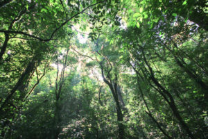 Forêt primaire de Monteverde, Costa Rica