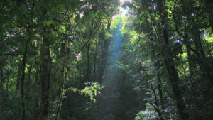 Rayon de lumière dans la forêt de Monteverde, Costa Rica