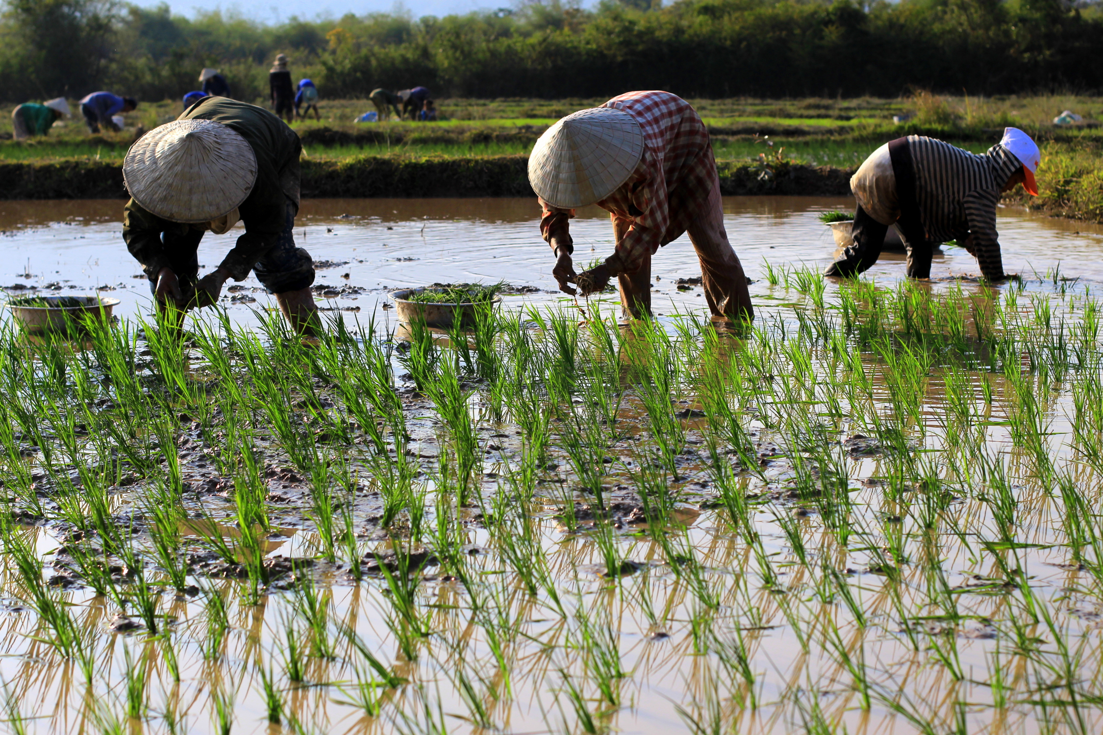 Planteurs de riz dans les rizières sur la route de Champasak, Laos