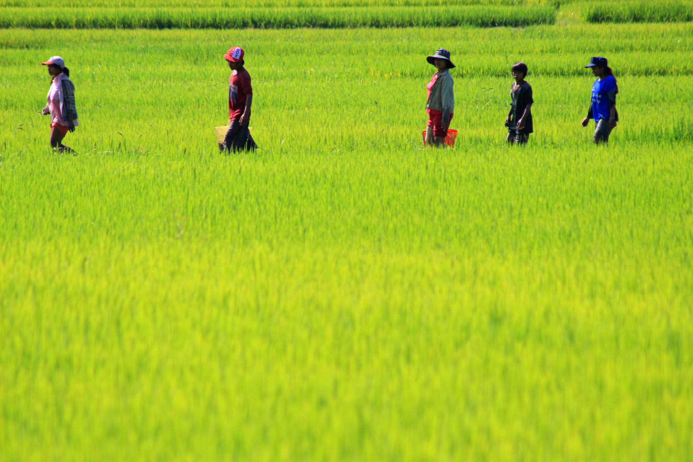 Dans les rizières vers Nha Trang, Vietnam
