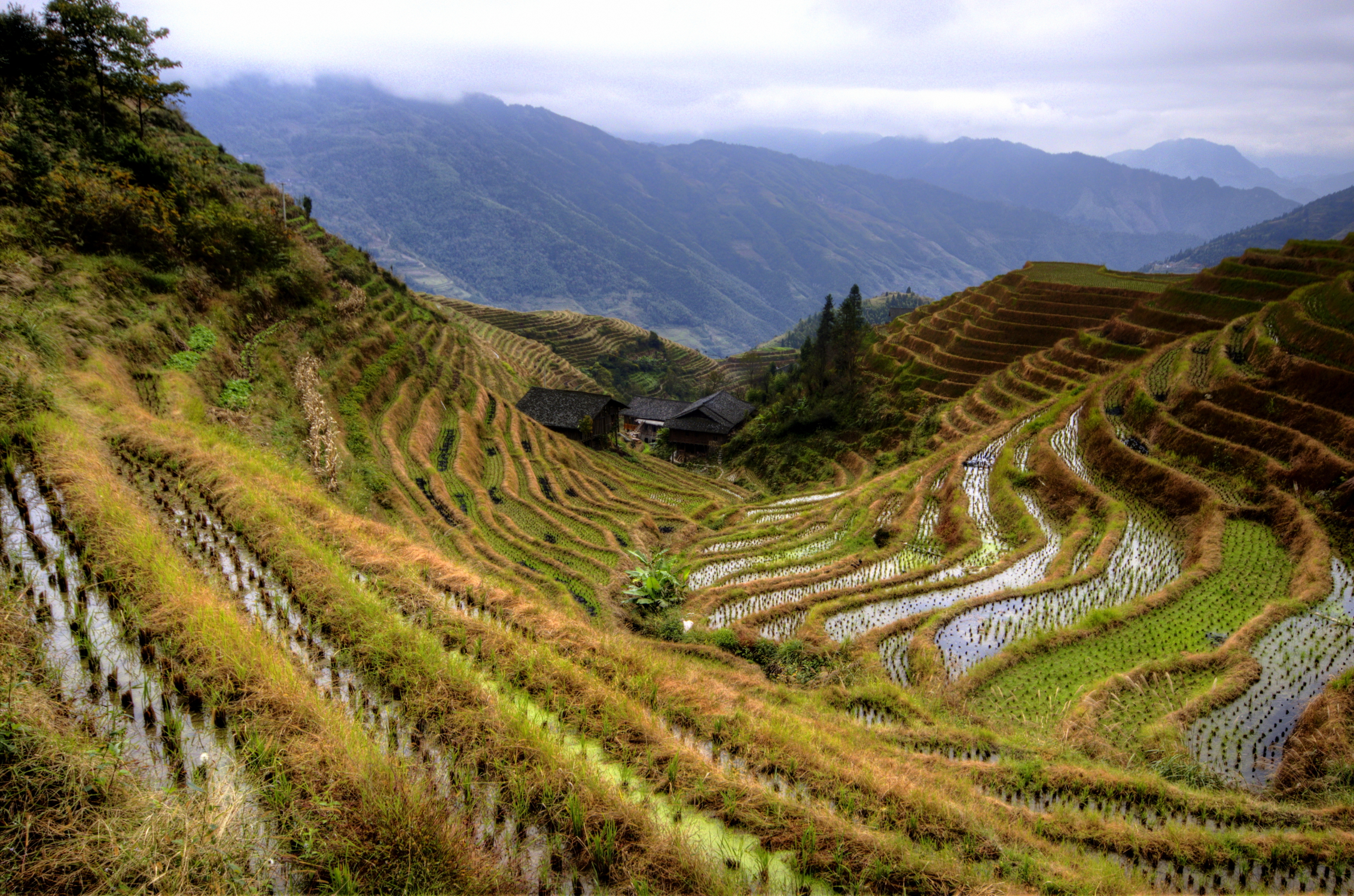 Rizières en terrasse de Longji, Yunnan, Chine