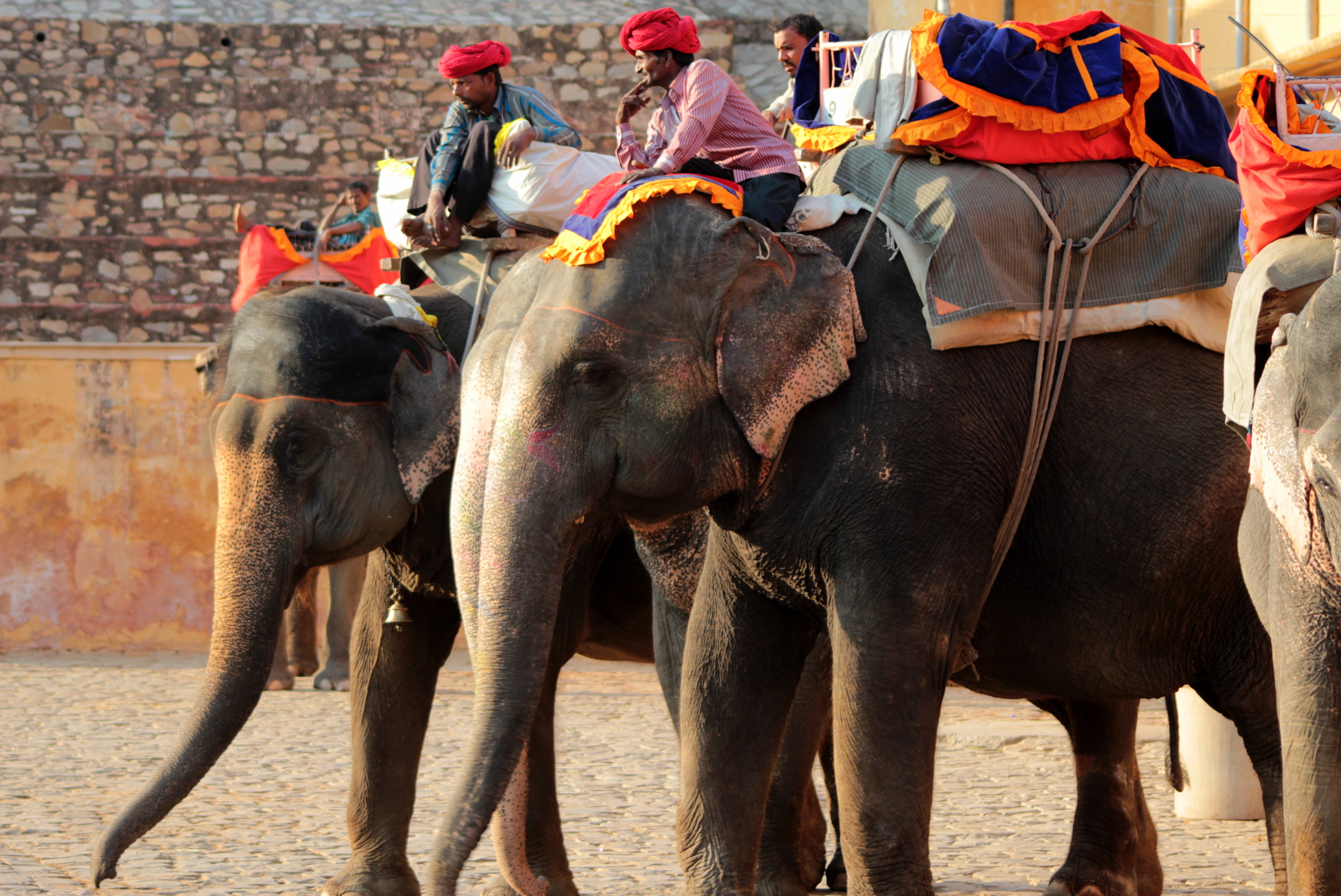 Eléphants à Jaipur, Inde