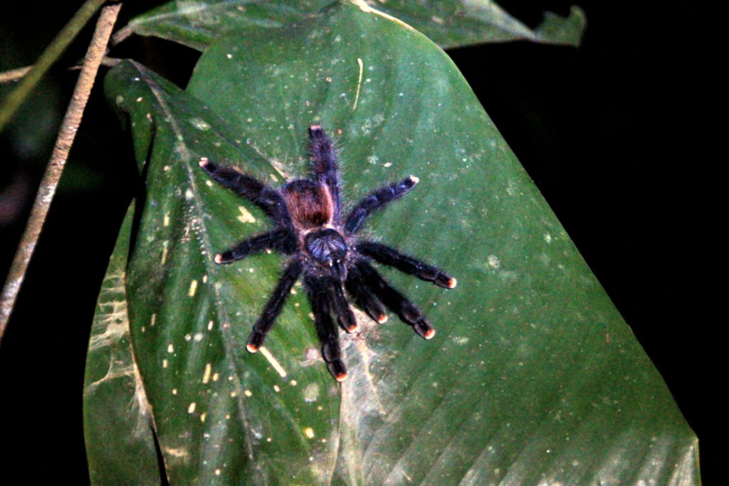 Croisées dans la jungle : une mygale, des tarentules, une araignée scorpion, des fourmis coupe-feuilles, une chenille fluo, des serpents…