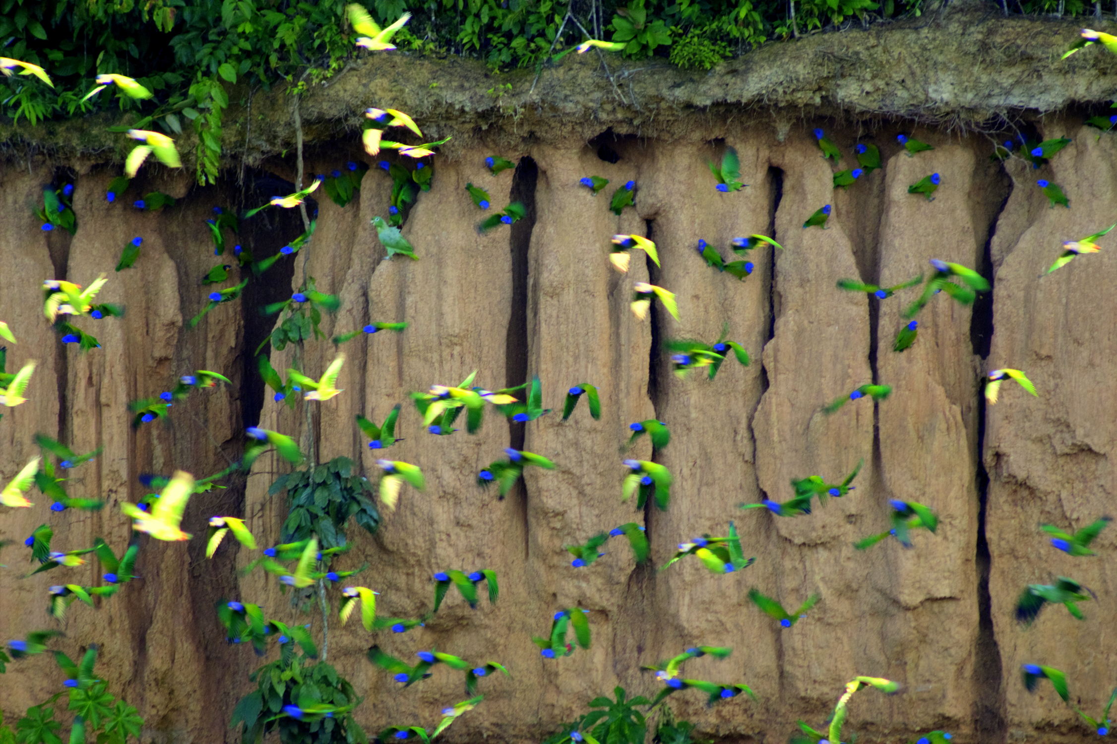 Falaise aux perroquets, Rio Tambopata, Amazonie, Pérou