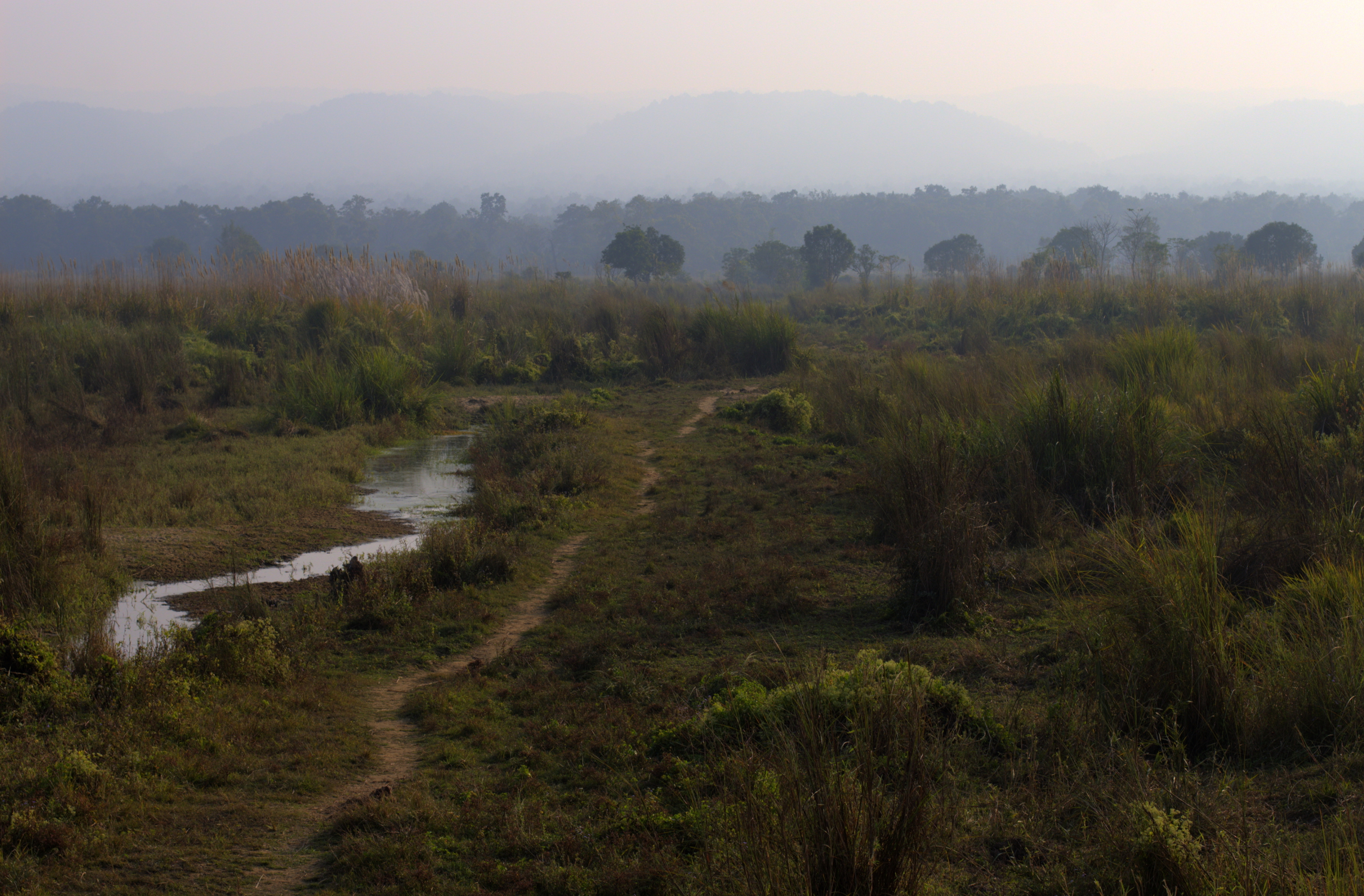 Paysage de brousse de Chitwan, Népal