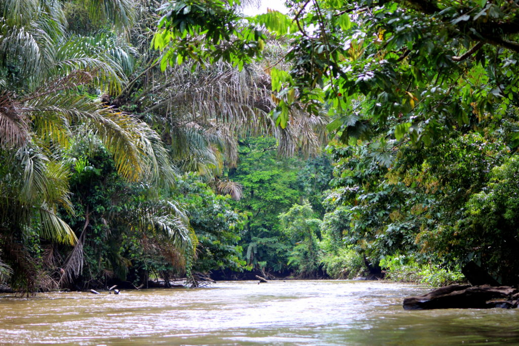 Dans les canaux de Tortuguero, petite Amazonie, Costa Rica