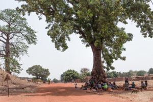 Attroupement sous un caïlcedrat, ombre, arbre, piste rouge, Burkina Faso