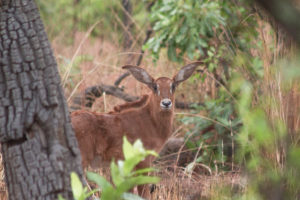 Antilope cheval ou hippotrague dans la réserve de Nazinga, Burkina Faso