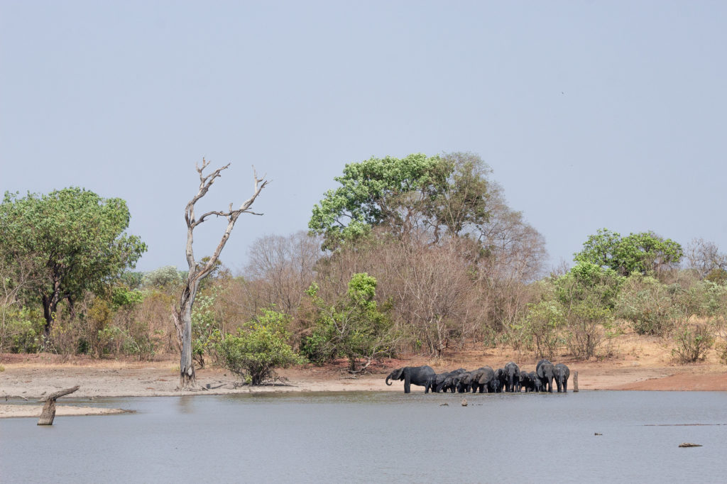 Le bain des éléphants dans la réserve de Nazinga, Burkina Faso