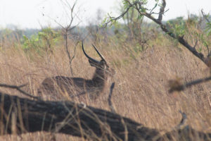Antilope Cobe de fassa dans les hautes herbes de la réserve de Nazinga, Burkina Faso