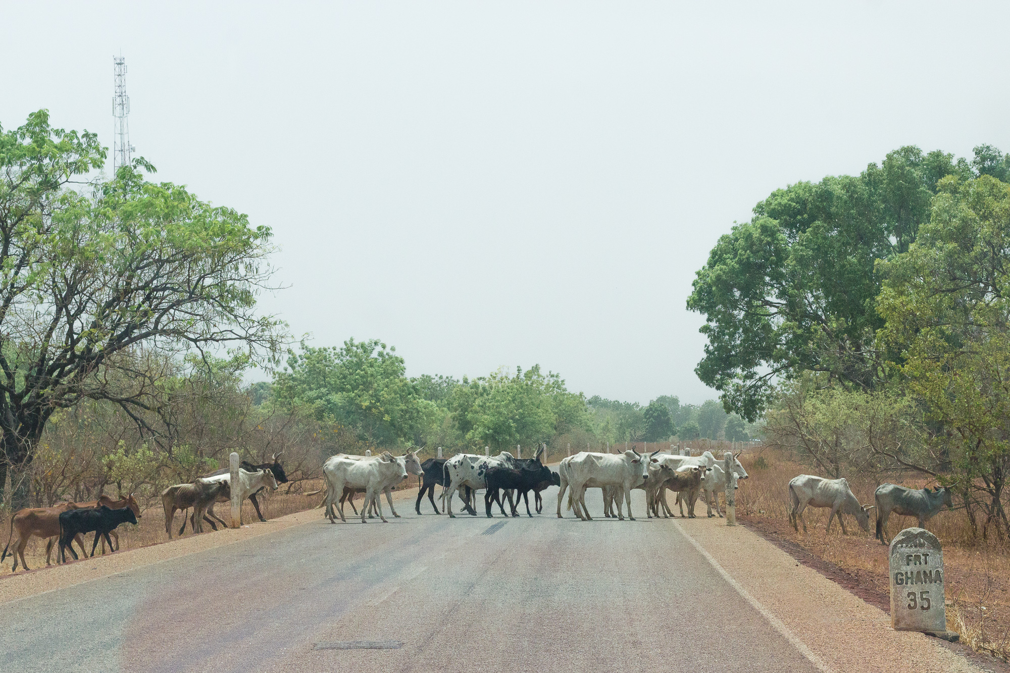 Traversée d'un troupeau de zébus sur la route du Ghana, Burkina Faso
