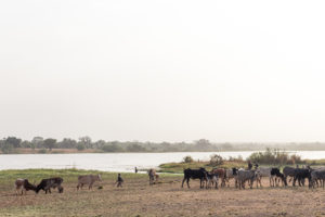 Troupeau de zébus dans la lumière de fin de journée sur les bords du lac de Tengrela, région de Banfora, Brukina Faso