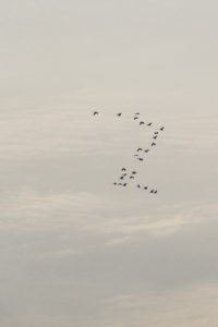 Nuée d'oiseaux dans le ciel de Tengrela, région de Banfora, Burkina Faso