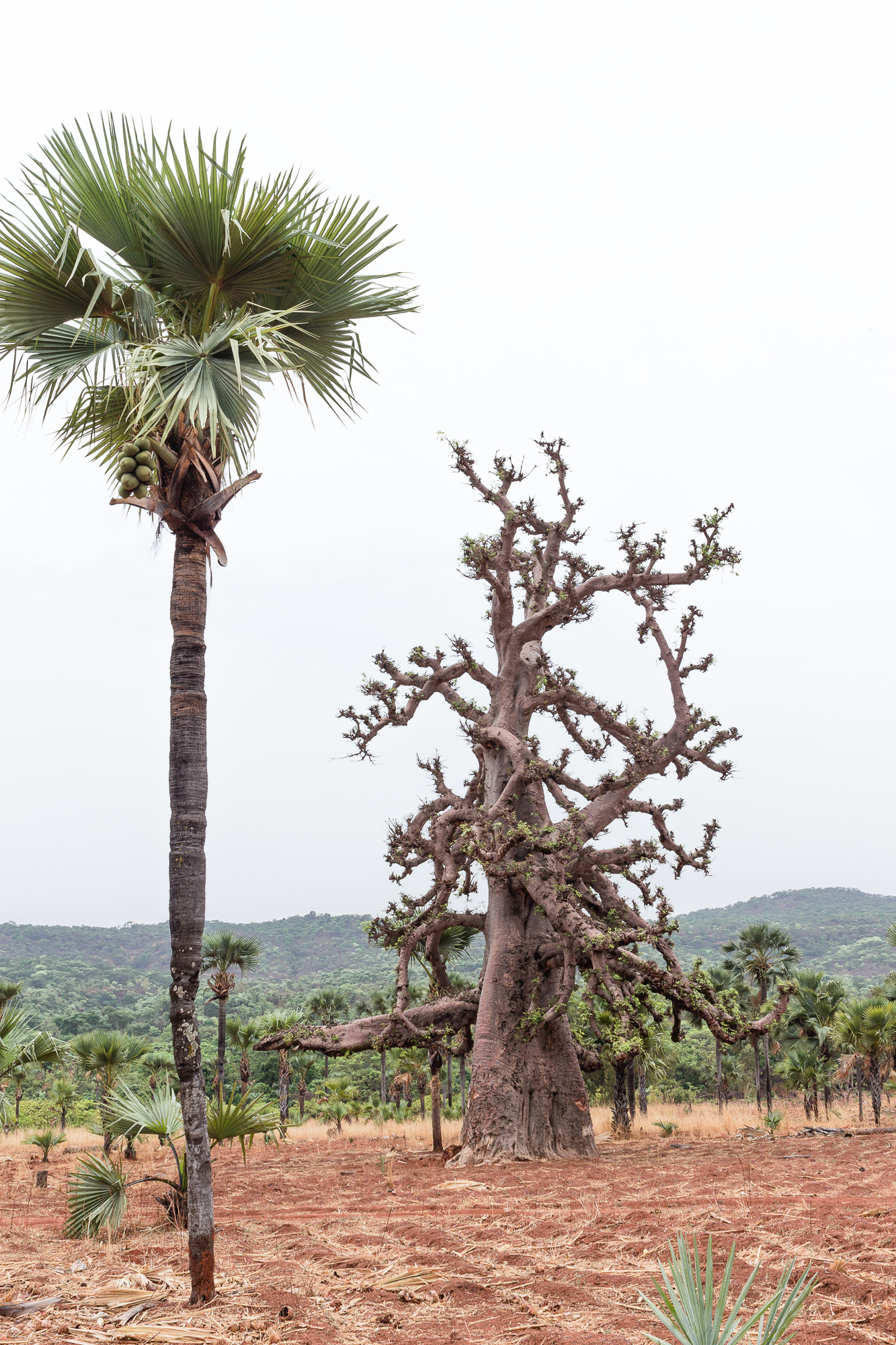 Palmier et baobab dans la région de Banfora, Burkina Faso