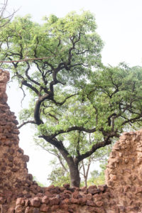 Arbre au milieu des ruines de Loropeni, Burkina Faso