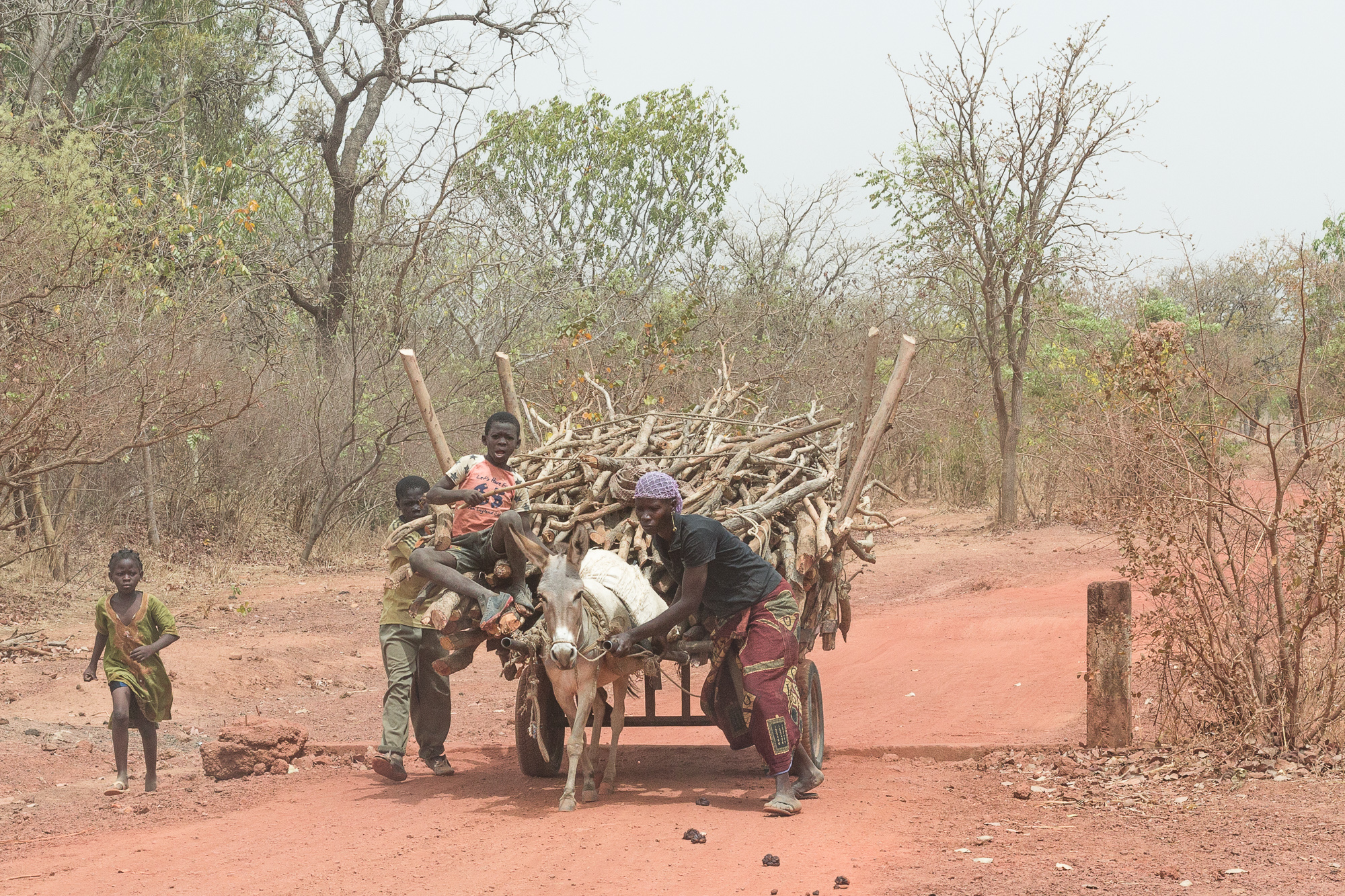 Femme et enfants faisant avancer un âne et sa carriole chargée de bois sur la piste menant à la mare de Bala, Burkina Faso