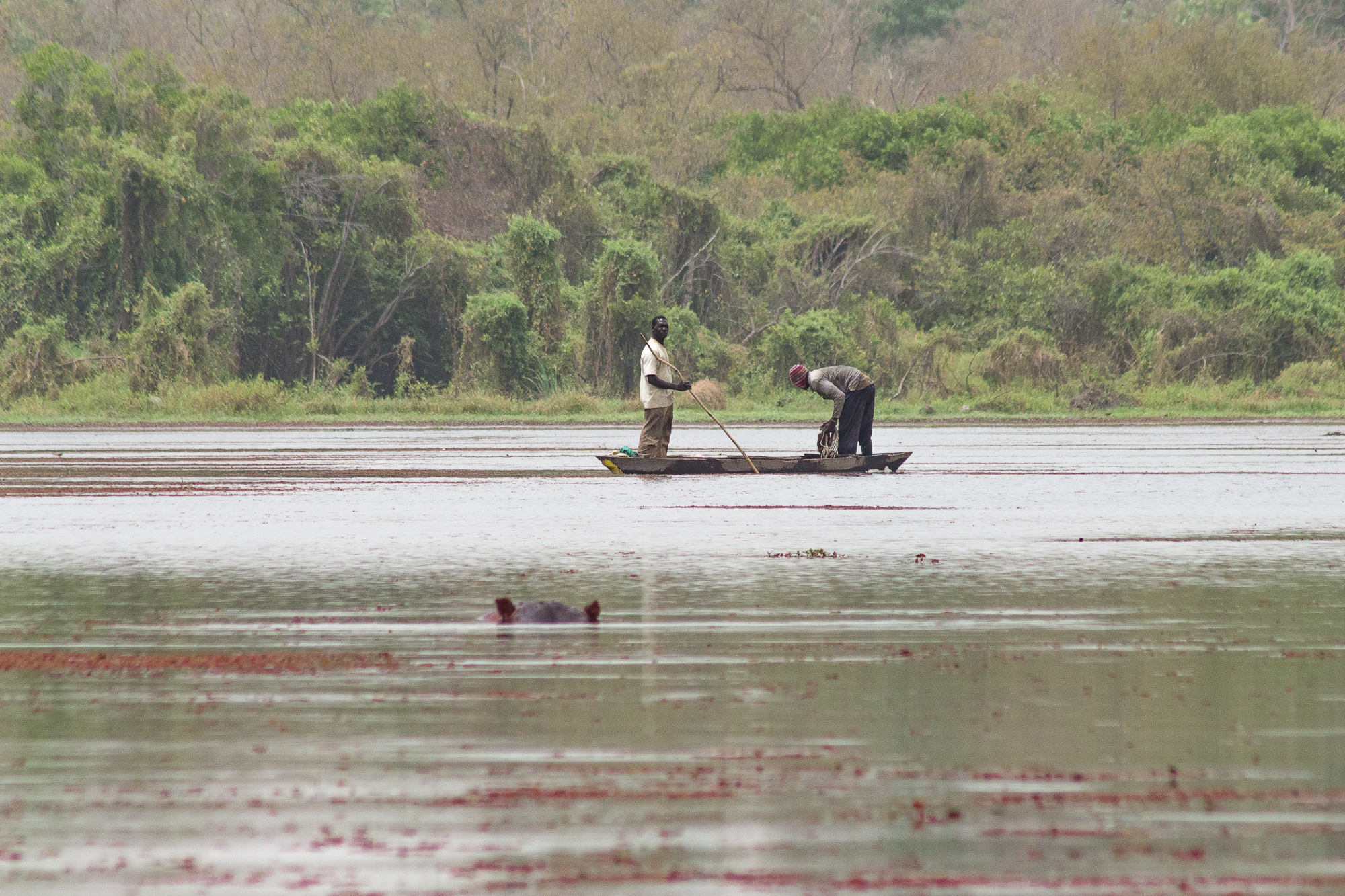 Pêcheurs en pirogue et hippopotame sortant la tête de l'eau sur le lac de Bala, Burkina Faso