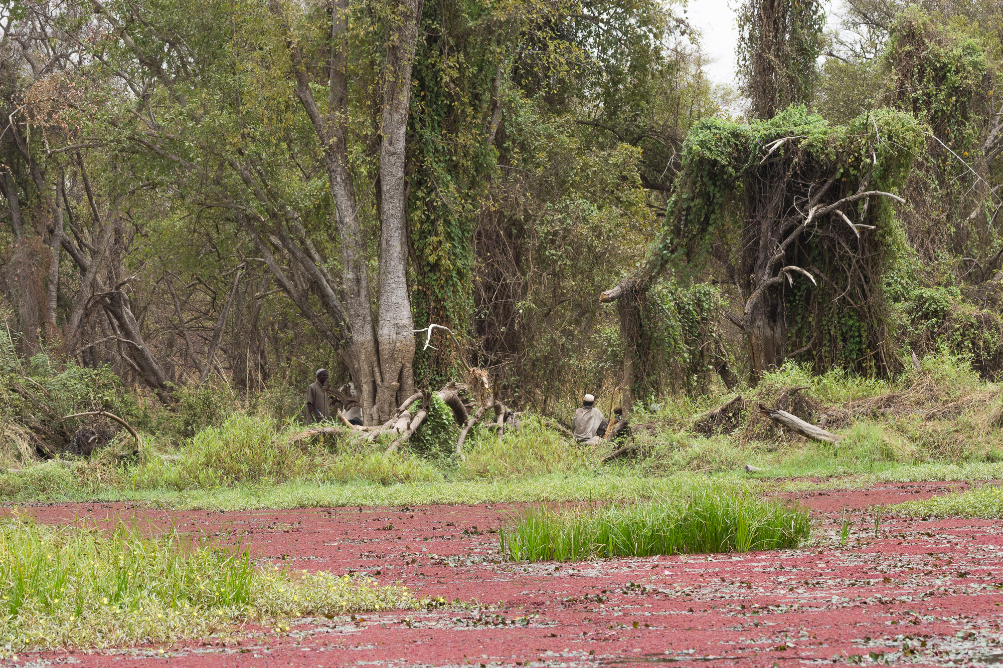 Jungle sur les rives de la mare de Bala recouverte d'algues rouges, Burkina Faso