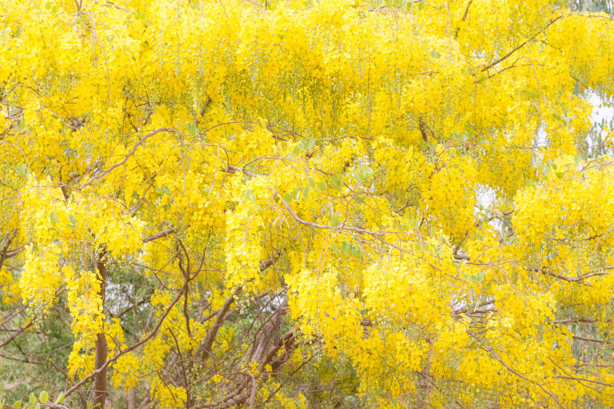 Acacia jaune, Burkina Faso