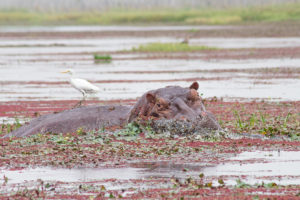 Hippopotame sortant de l'eau avec son oiseau pique-boeuf, mare de Bala, Burkina Faso