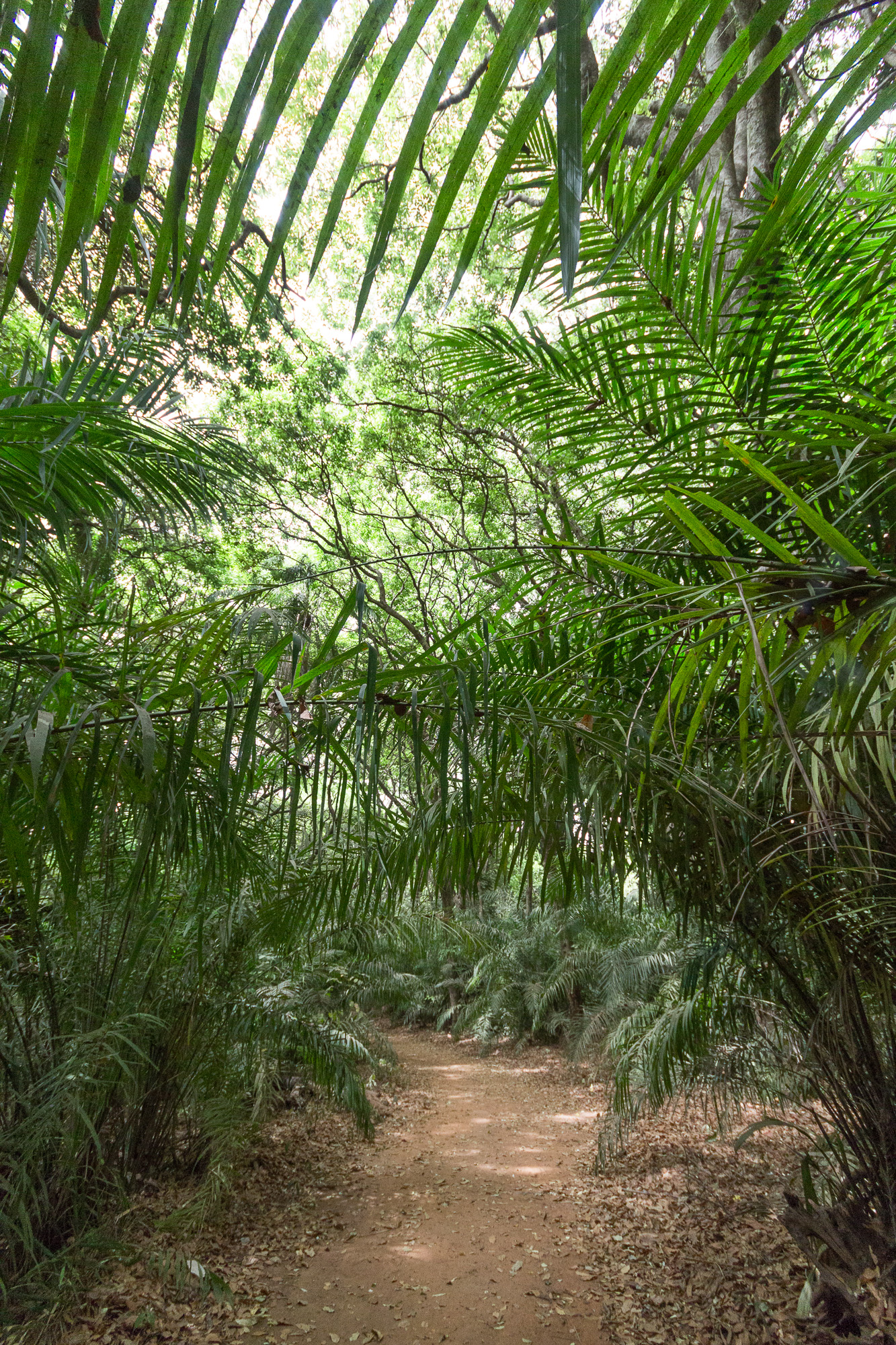 Végétation luxuriante dans la forêt de Kou, Burkina Faso