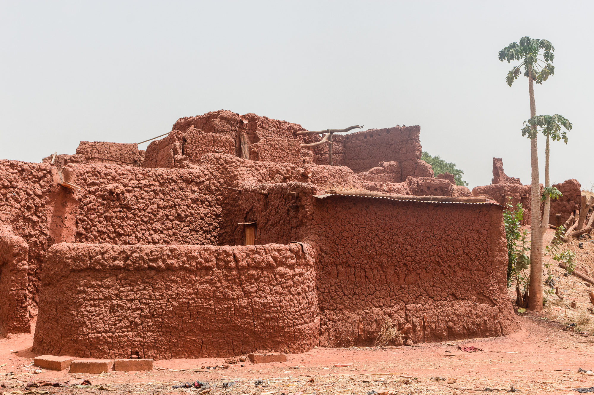 Papayer et case recouverte de crépi du village traditionnel Bobo de Koumi, Burkina Faso
