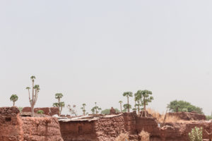 Papayers et cases recouvertes de crépi, village traditionnel Bobo de Koumi, Burkina Faso