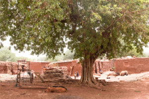 ficus dans le village traditionnel Bobo de Koumi, Burkina Faso