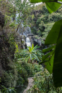 Végétation tropicale à la cascade des AIgrettes, 3 bassins, La Reunion