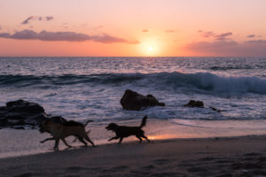 Chiens jouant au coucher du soleil sur la plage de Boucan-Canot, La Reunion