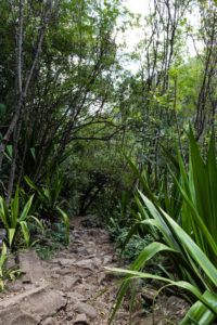 Végétation chemin Dassy, Réunion