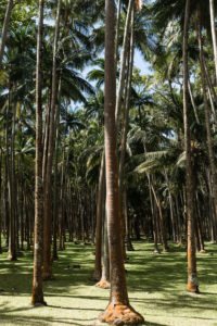 Palmiers, palmeraie, anse des cascades, la réunion