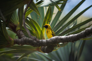 Oiseau jaune sur une brache de vacoa, anse des cascades, la réunion