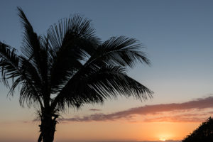 Palmier au coucher du soleil, la réunion