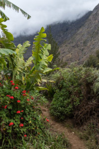 Bananiers et geraniums le long d'un petit chemin de terre de l'ilet des orangers, mafate, la reunion