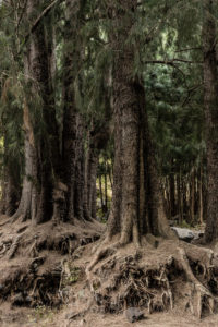 arbres racines dénudées trois roches