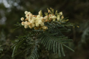 fleur d'acacia mafate