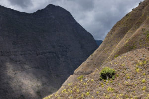 un arbre vert seul sur les pentes arides de mafate, la reunion