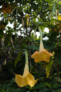 arbre à fleur jaune tombante, la nouvelle