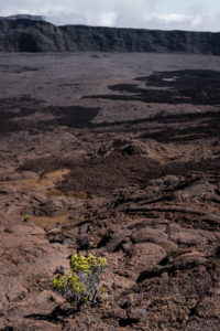 bruyère jaune dans l'enclos du piton de la fournaise