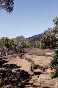 bruyère arborescente piton de la fournaise