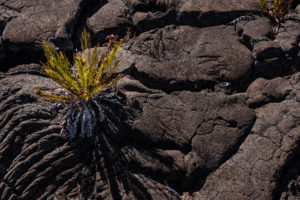 végétation piton de la fournaise reunion