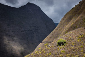 un arbre vert seul sur les pentes arides de mafate, la reunion