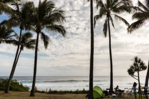 cocotiers plage grande anse la réunion