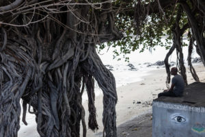 racines des banians, Terre Sainte Saint Pierre, la réunion