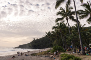 plage grande anse palmiers