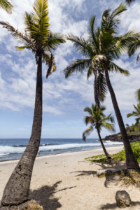 cocotiers plage grande anse, la réunion