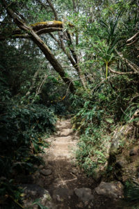 chemin piton des neiges