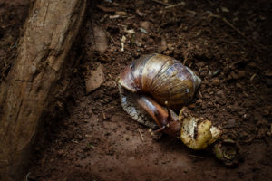 escargot mange un fruit