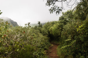 végétation tropicale réunion